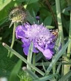 Scabiosa in sept mit Biene