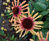 Echinacea 13 cm