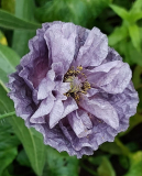 Papaver im Herbst