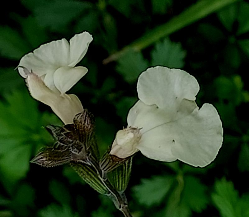 Salvia creme