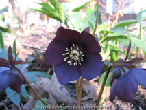 fast schwazre Helleborus-Hybride (Purpurascens-Blut)