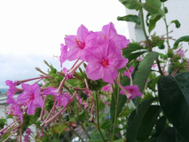 Hybrid Mirabilis jalapa x longiflora 