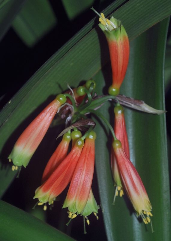 Clivia robusta