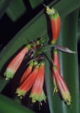 Clivia robusta