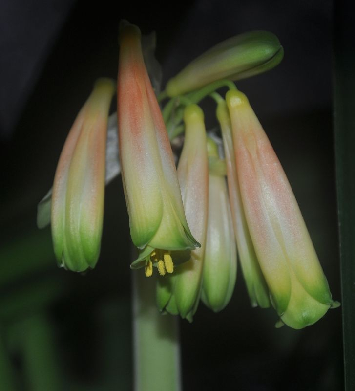 Clivia robusta