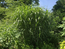 Miscanthus?