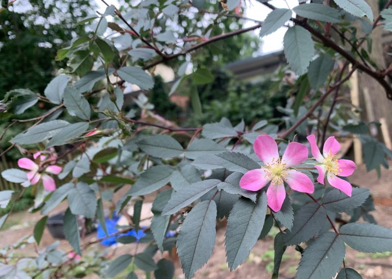 Rätselrose, rötliches Laub