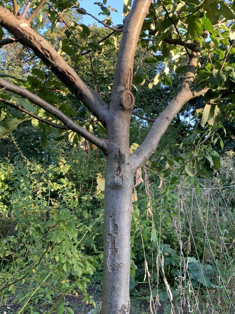 Apfelbaum-mit-Schaden