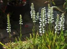 Spiranthes