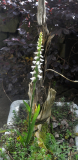 Spiranthes 1