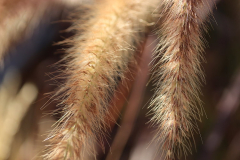 Pennisetum Summer Samba 01