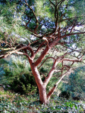 pinus_densiflora_umbraculifera_gal.jpg