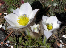 Pulsatilla vernalis