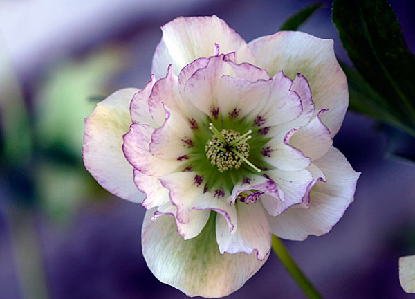 Helleborus x hybridus