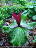 Trillium kurabayashii