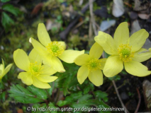 Anemone x lipsiensis