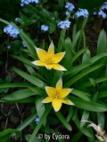 Tulipa tarda