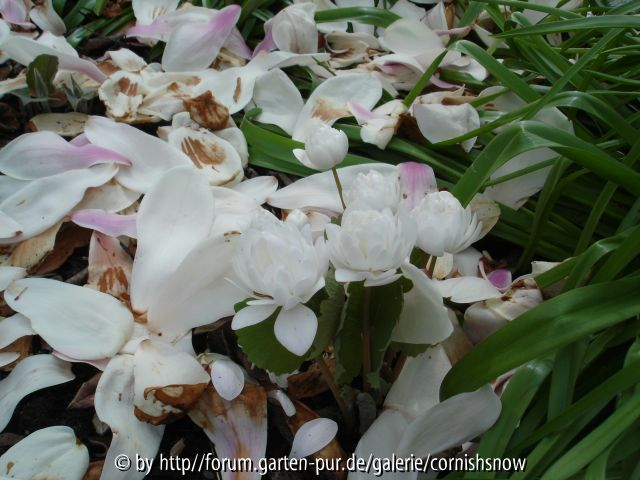 Sanguinaria Suchbild!