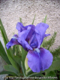 Iris barbata nana Truly