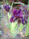 Iris b. nana Cherry Garden