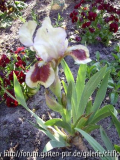 Iris b. nana Red Heart