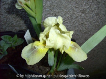 Iris b. nana cremegelb unbekannt