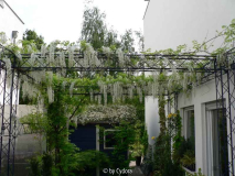 Wisterie an Pergola 2007