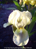 Iris b. nana cremegelb unbek. 2