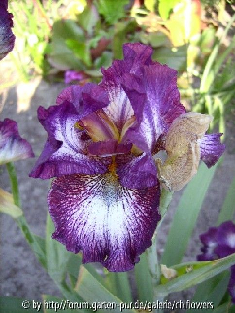 Iris barbata elatior Vitrail