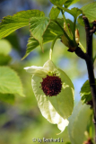 Davidia involucrata var. vilmoriniana