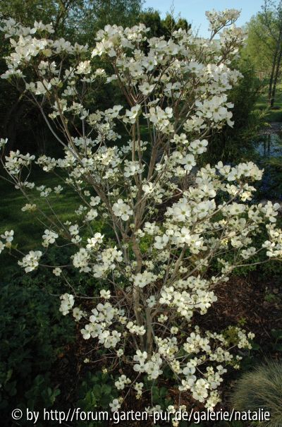 Cornus Florida? 2007