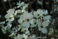 Cornus florida, Detail