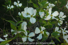 Cornus florida, weiß statt rosa