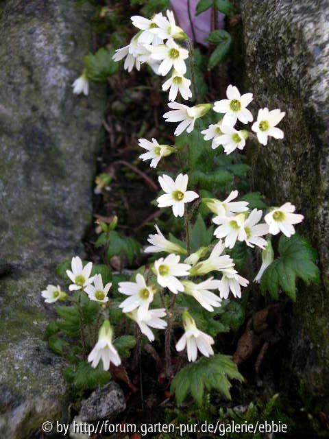 Primula takedana