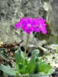 Primula spectabiles