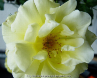 Unbekannte_Kletterrose_4