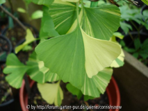 Ginkgo biloba 'Variegata' I