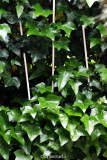 Hedera helix - Gitter