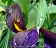 Iris im Regen