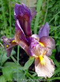 Iris_3