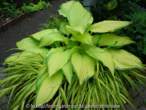 Hosta 'On Stage' und Hakonechloa macra '