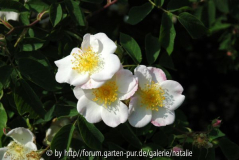 Rosa dupontii deseglise, Sangerhausen