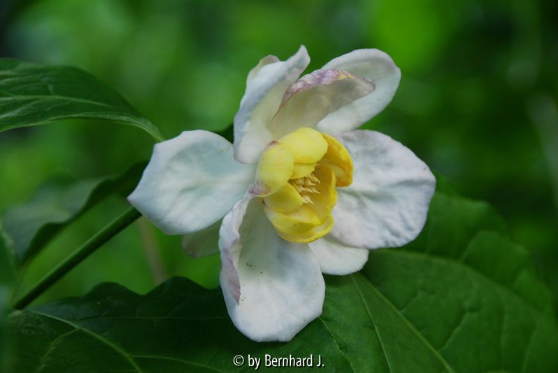 Sinocalycanthus chinensis - Wachsstrauch - Blüte