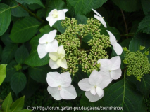 Hydrangea macrophylla 'Veitchii' - 2007