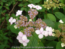 Hydrangea serrata 'Lilacina' 2007