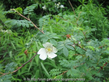 die Chinesin letzte Blüte 2007