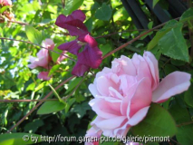 Albertine mit Clematis