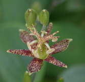 Tricyrtis puberula