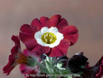 Primula x pubescens _Chaffinch