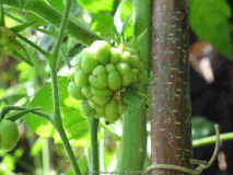 Reisetomate Bunkerfrucht